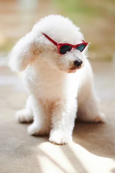 Caniche blanche en lunettes de soleil rouges — Photo