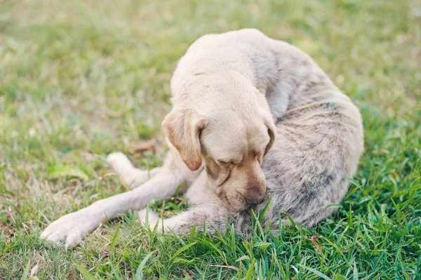 Labrador dog cleaning his fur