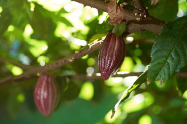 Kakao kapsülü ağaç dalında