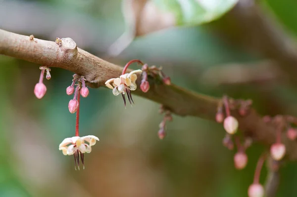 Flor joven en árbol de cacao — Foto de Stock