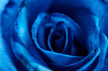 Mavi gül yaprakları