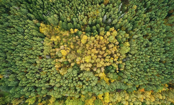 Yellow forest trees around green — Stock Photo, Image