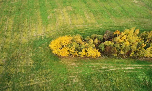 Isla de árbol amarillo alrededor de hierba verde — Foto de Stock