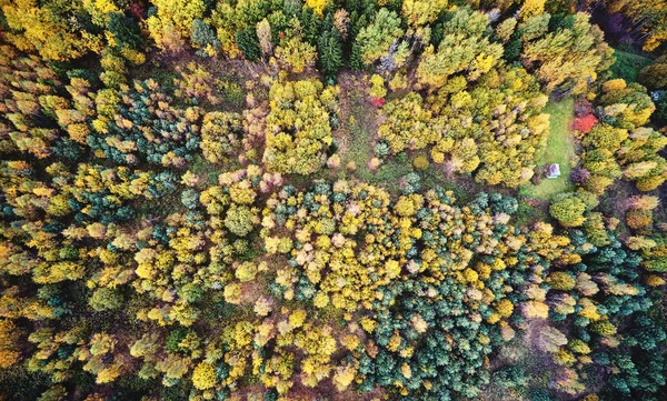 Colorido otoño bosque naturaleza fondo — Foto de Stock