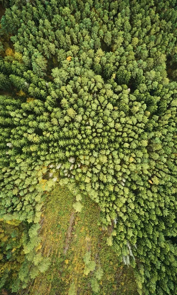 Zielony las sosnowy — Zdjęcie stockowe