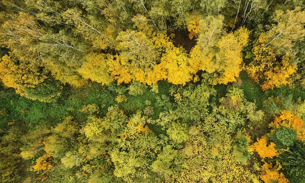 Grön stig runt gula träd — Stockfoto