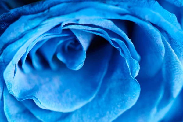 Макро голубого розового фильтра — стоковое фото