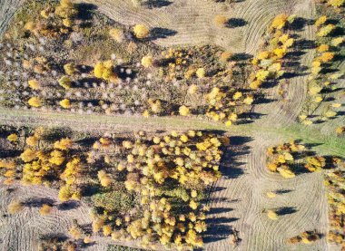 sonbahar park ağaçlar