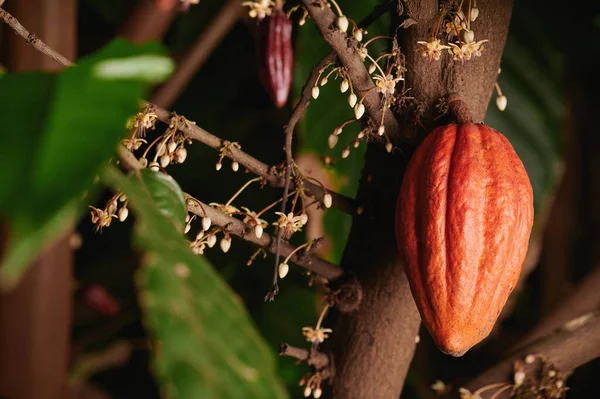 Uma Vagem Cacau Laranja Pendurar Visão Macro Ramo Árvore — Fotografia de Stock