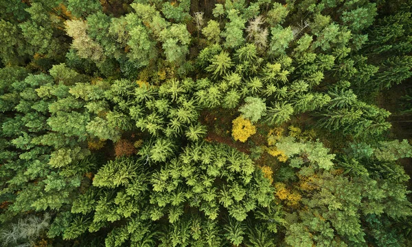 Φθινόπωρο Κίτρινο Δάσος Πάνω Από Την Κορυφή Drone Άποψη Πολύχρωμο — Φωτογραφία Αρχείου