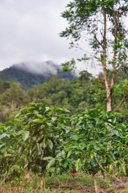 Yüksek dağdaki kahve bitkileri bulanık arkaplan
