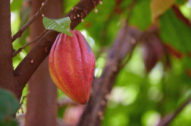 Kırmızı, olgun kakao kapsülüne hazır. Yakından bak.