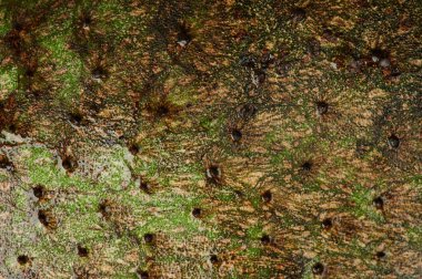 Siyah noktalı kaynak suyu deri dokusu.