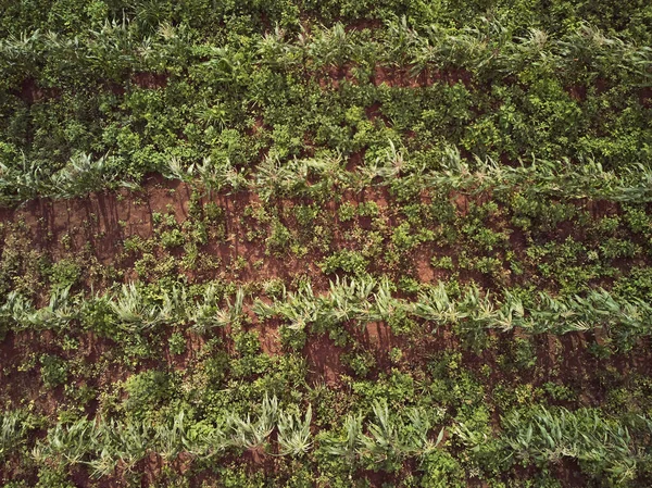 Ряд Зеленых Кукурузных Растений Над Видом Сверху — стоковое фото