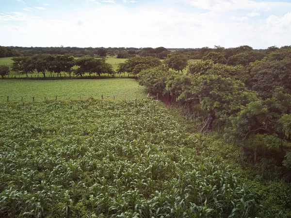 Real Green Fields Natural Farm Aerial View — Stock Photo, Image