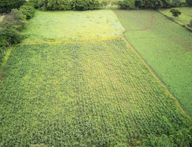 Güneşli bir günde insansız hava aracının üstündeki soya tarımı alanı