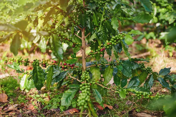 Кофейное Дерево Arabica Красными Зелеными Ягодами — стоковое фото