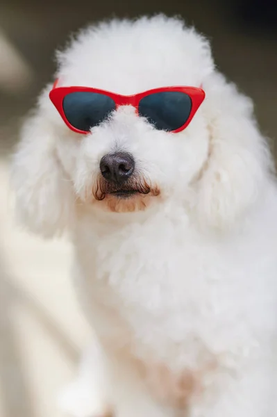 Pudl Pes Sedí Slunečních Brýlích Portrét Zblízka Pohled — Stock fotografie