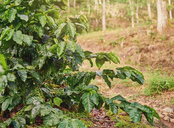 Coffee Tree Branches Sunny Field Background Nicaragua — Stock Photo, Image