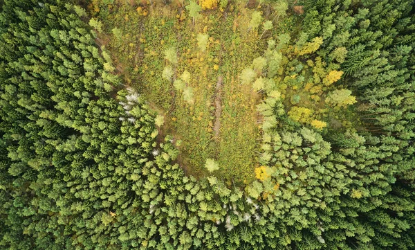 Deforest Green Forest Top Drone View Making Field Fron Cutting — Stock Photo, Image