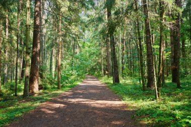 Yeşil ormanda güneşli arka planda yol