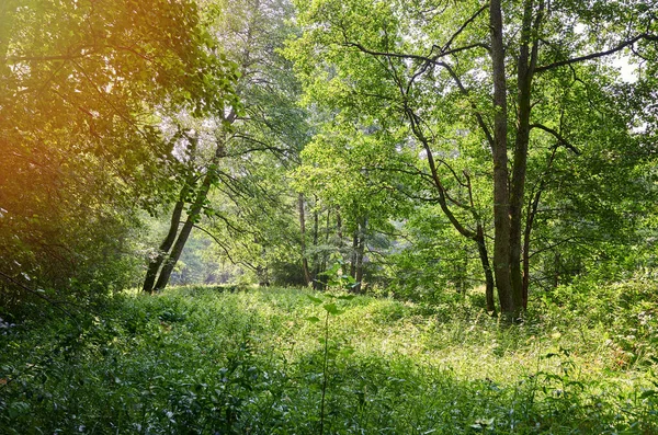 Зелений Лісовий Луг Сонячний День Природний Дикий Парк — стокове фото