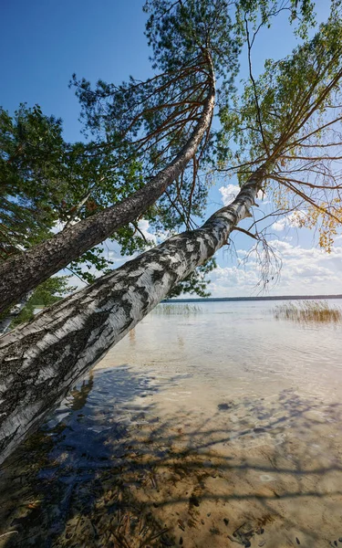 Playa Del Lago Día Soleado Con Tronco Abedul Sobre Agua — Foto de Stock