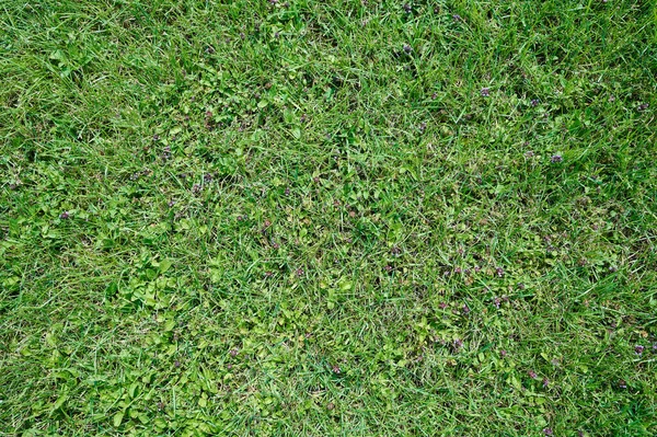 Mor Çiçekli Yeşil Çimen Dokusu Yakın Görünüm — Stok fotoğraf