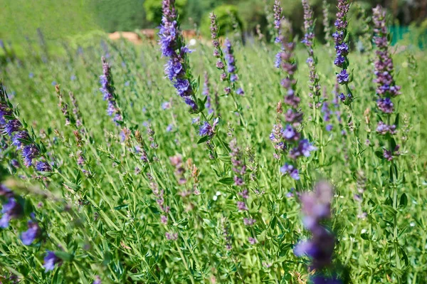 Violeta Flor Lavanda Sobre Hierba Verde Fondo Del Prado —  Fotos de Stock