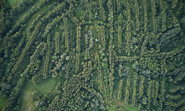 Forma Labirinto Floresta Linhas Aéreas Drone Acima Vista Superior — Fotografia de Stock
