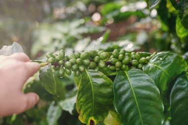 Şube planında ıslak yeşil kahve çekirdekleri yakın görüş