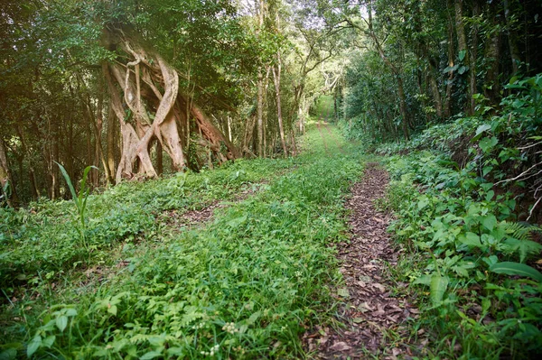 Camino Fondo Selva Salvaje Alrededor Árboles Arbustos Verdes —  Fotos de Stock