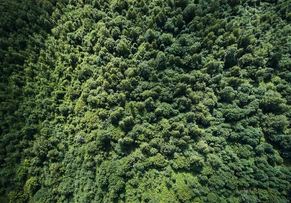 Green forest texture background aerial above top view