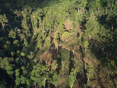 Orman hava aracı manzaralı kahve tarlası.