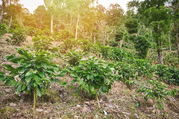 Bright sunny day on coffee farm. Coffee small trees