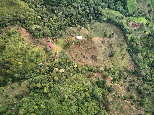 Coffee farm on mountain background above drone view