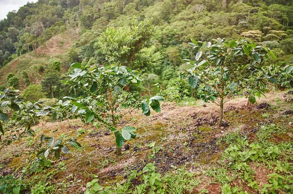 Coffee plantation theme. Green coffee beans growing on tree