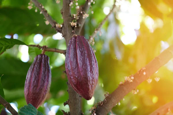 Cacao Czekolada Owoc Zbiorów Tematu Dwa Czerwone Kakaowce Wiszą Drzewie — Zdjęcie stockowe