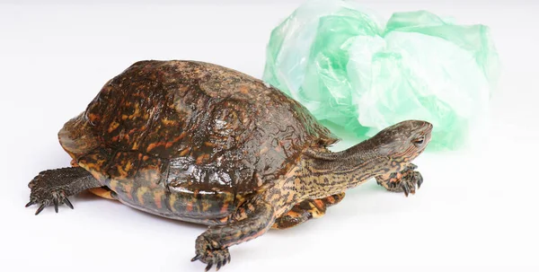 Recyclage Thème Problème Plastique Tortue Avec Sac Plastique Vert Isolé — Photo