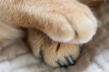 İki yumuşak, tüylü kedi pençesi dokulu yüzeyde dinleniyor. Huzurlu bir ortam yaratıyor, rahatlama ve sükunet anı yaratıyor..