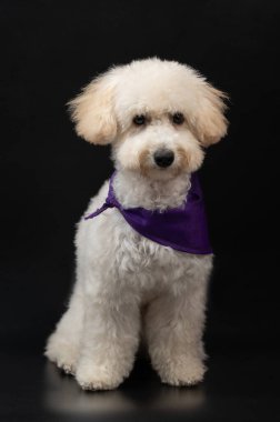 Siyah arka planda izole edilmiş sevimli tüylü kaniş köpeğinin portresi