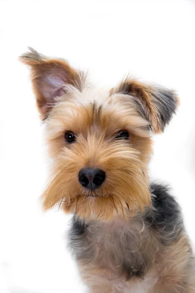 Schattig Portret Van Een Yorkshire Terriër Pup — Stockfoto