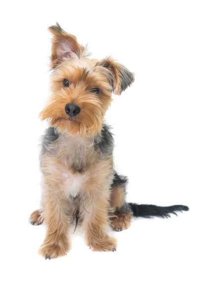 Lindo Inquisitivo Yorkshire Terrier Fotografiado Sobre Fondo Blanco — Foto de Stock