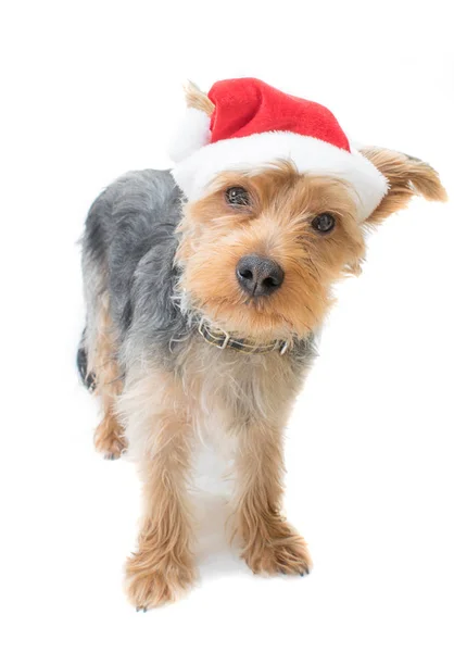 Yorkshire Terrier köpeği beyaz arka planda Noel Baba şapkası takıyor ve kameraya bakıyor..