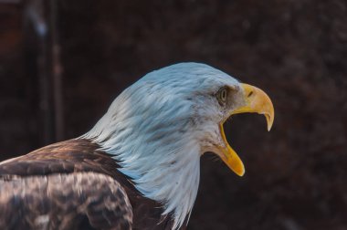 Amerika Birleşik Devletleri bir kel kartal amblemi portresi