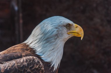 Amerika Birleşik Devletleri bir kel kartal amblemi portresi