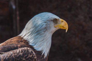 Amerika Birleşik Devletleri bir kel kartal amblemi portresi