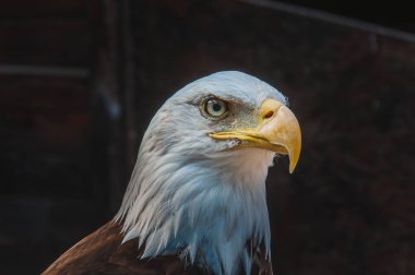 Amerika Birleşik Devletleri bir kel kartal amblemi portresi