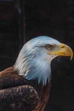 Amerika Birleşik Devletleri bir kel kartal amblemi portresi