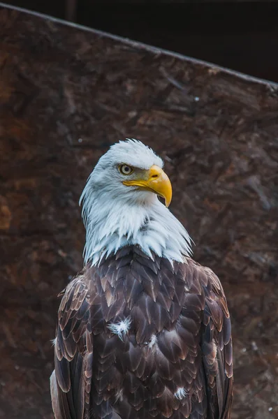 Retrato Uma Águia Careca Emblema Dos Estados Unidos América — Fotografia de Stock